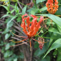 Gloriosa superba L.